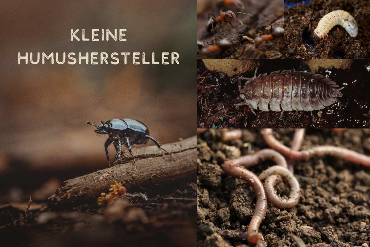 kleine Humushersteller