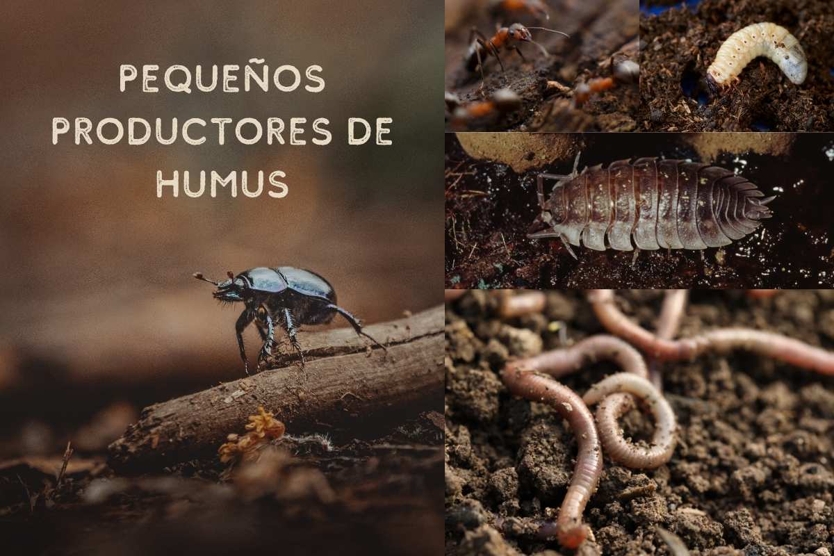 kleine Humushersteller