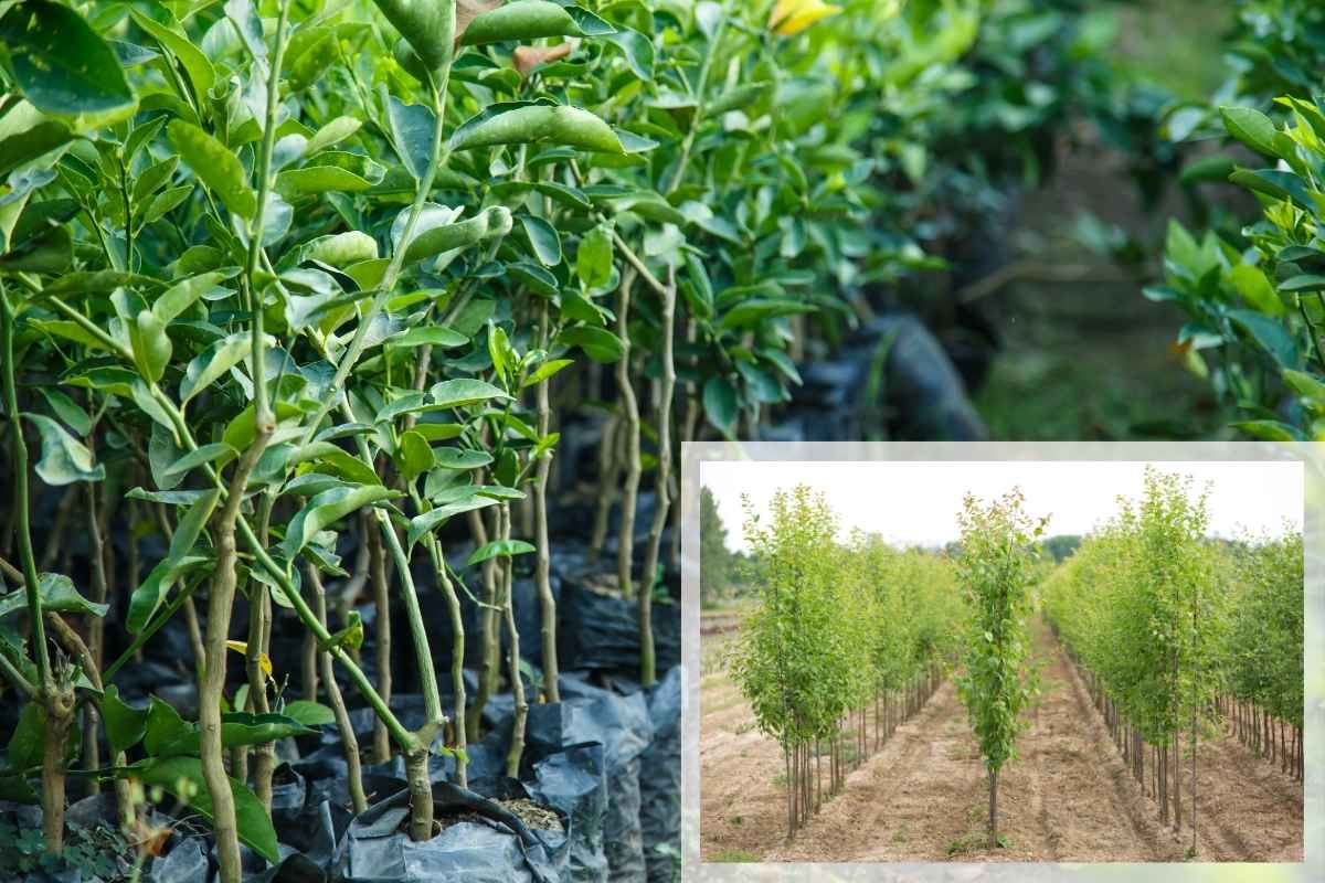 Alternative Bäume zu Paulownia