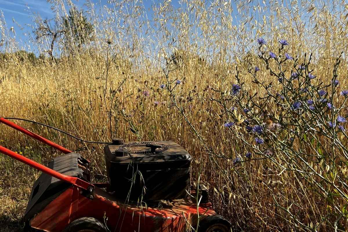 Pflanzen schneiden oder stehen lassen