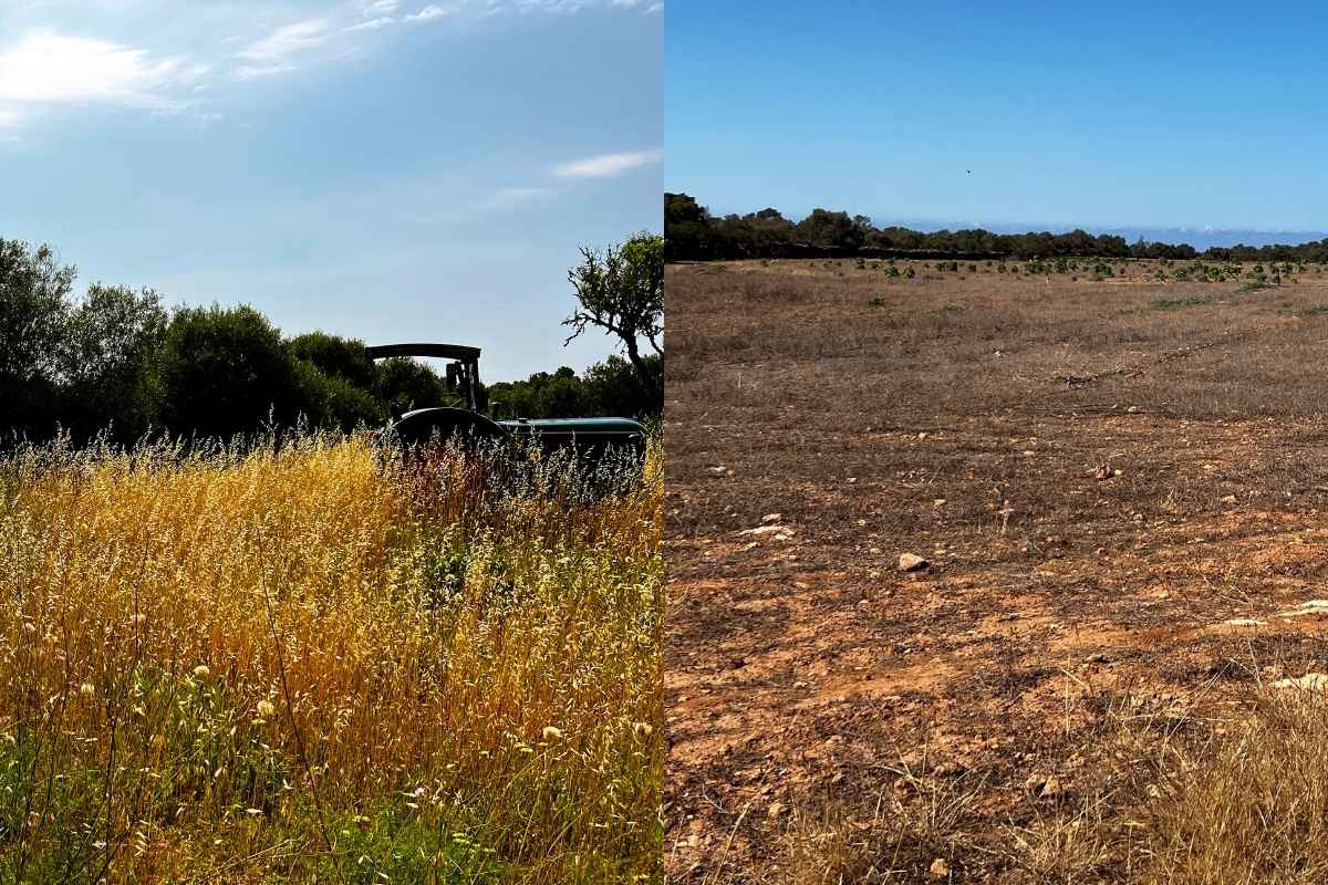 Pflanzen stehen lassen