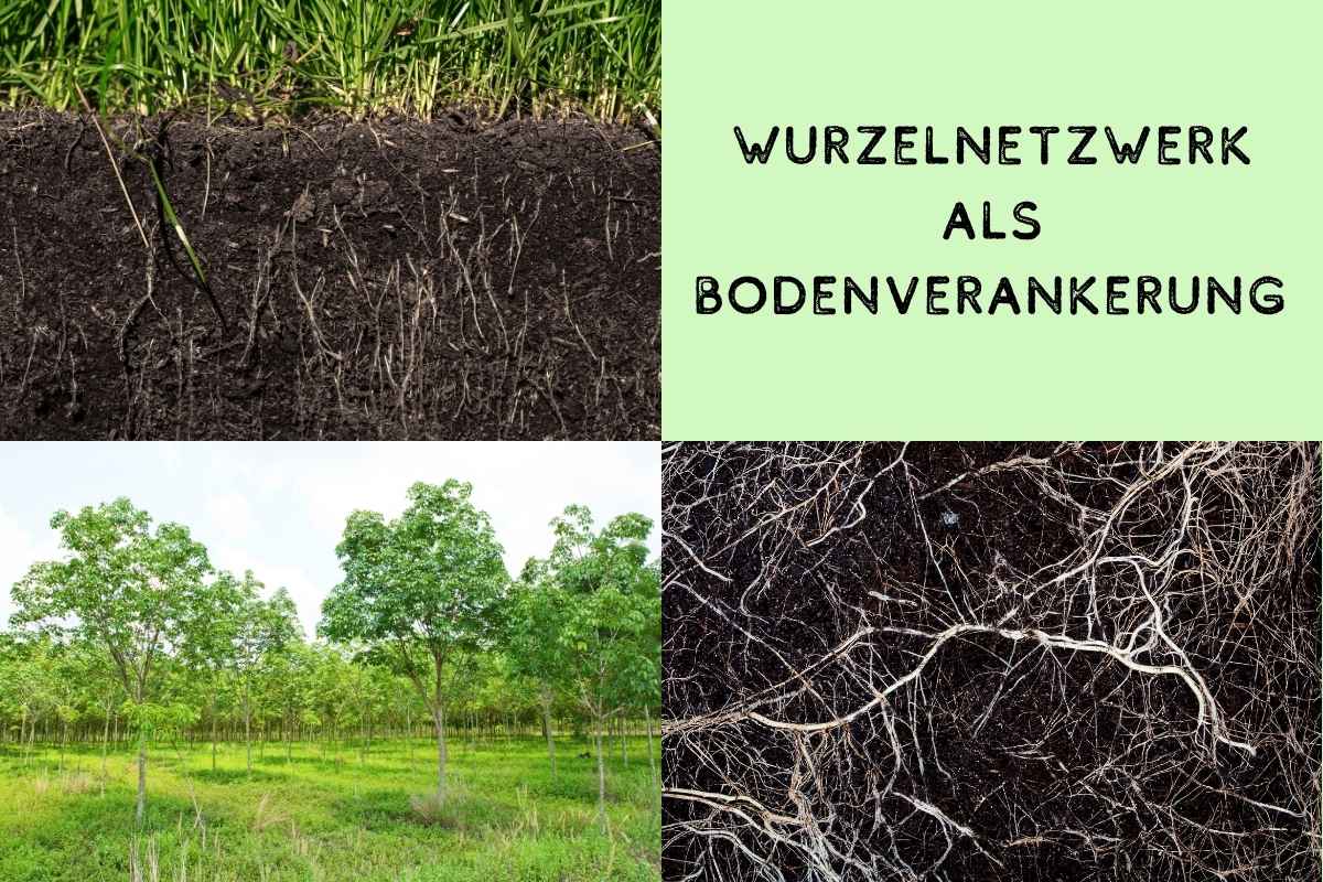 Wurzelnetzwerk