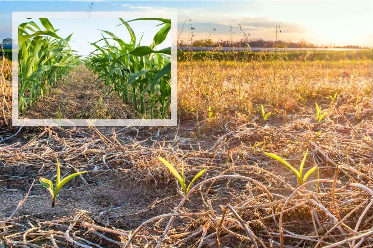 No till Landwirtschaft